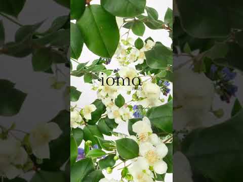 IOMA Paris - Story Instagram - Soft Peeling