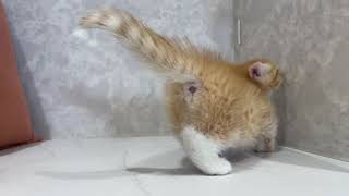 ミヌエットの動画01