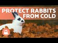 How to Protect Rabbits from COLD WEATHER 🐰❄️ Winter Rabbit Care
