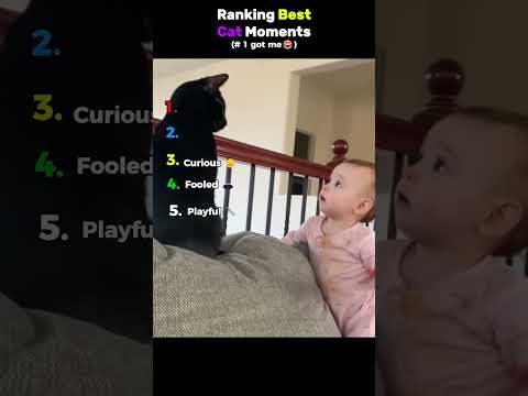 Ranking Best Cat Moments........😭😭 #usa #cat