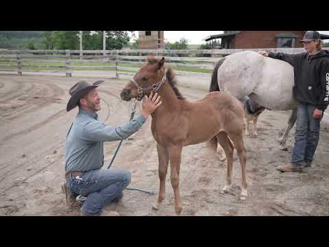 Halter Breaking A Foal. Baby Horse First Time Wearing A Halter