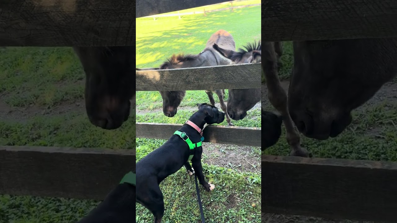 Enlarge Charli, a Adoptable Mixed Breed in Bangall, NY video 6/6