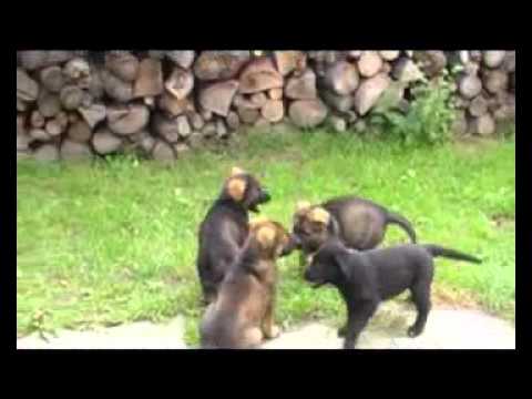 "A" litter Sibaryani - 6,5 weeks