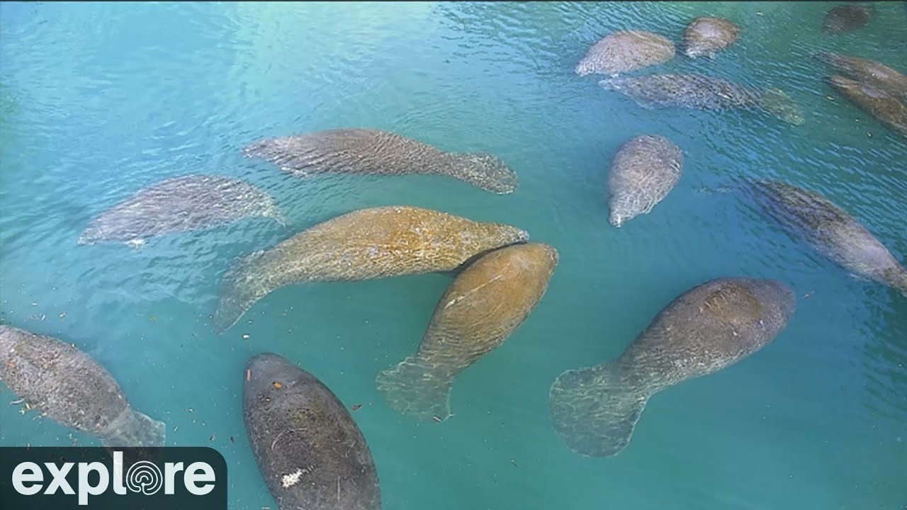 Live webcam view of Homosassa Springs Manatee Cam