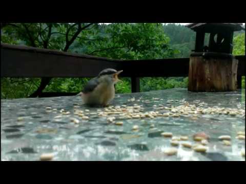 Brhlíci lesní - Luka pod Medníkem