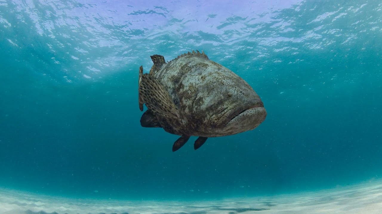Most Real Goliath Grouper - 8k - 3d animated 3D Model