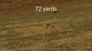 Airgun pesting- Prairie dog pastures 3- S510