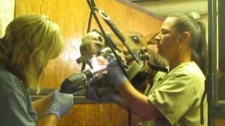 Floating Dasher' Teeth (Pt. 2/3)