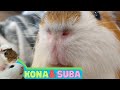 Up Close To A Guinea Pig