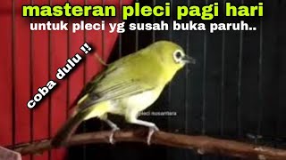 Download lagu Masteran Pleci Pagi Hari || Bikin Pleci Cepat Ngalas mp3