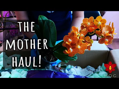 Mega Orchid Haul to replace my lost Orchids!