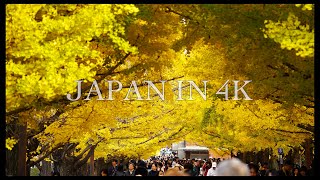 Japan in 4K : 昭和記念公園 イチョウ並木