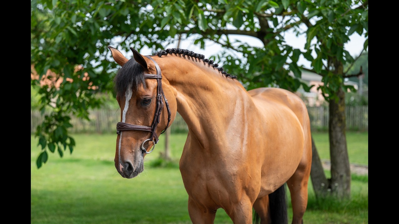 Thalassa KGL (HOOCH DK x CARSON ASK) video 1