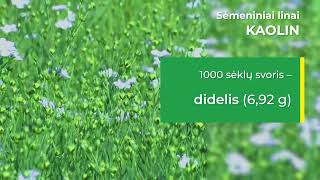 Sėmeninių linų KAOLIN sėklininkystė