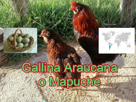 , title : 'Gallina Araucana'