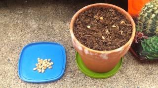 How to Grow a Cherry Tree from Seed (Part 1)