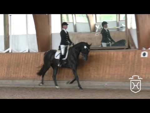 005 Holsteiner Stute Gitania von Cormint - Caletto - Carneval