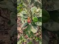Kaju Ka Ped Cashew Tree Viral Video