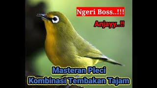 Download lagu Masteran Pleci Full Nembak mp3 Download lagu Masteran Pleci Full Nembak mp3