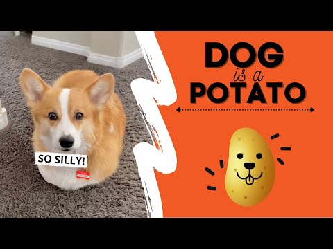 , title : 'Dog Thinks He’s a POTATO! #fail #cute'