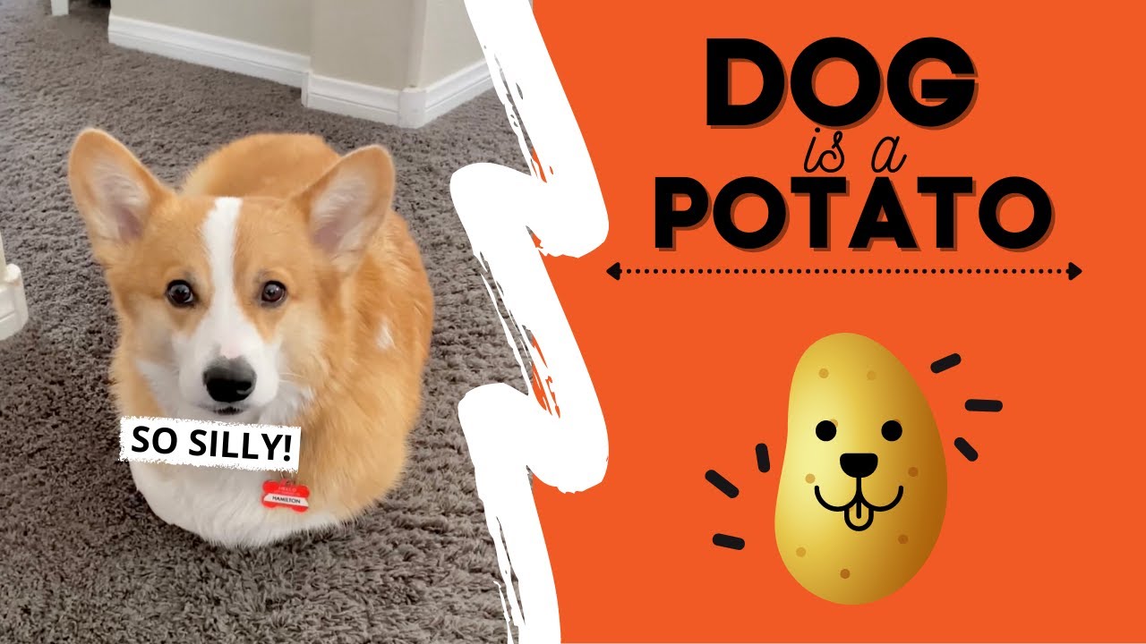 Dog Thinks He’s a POTATO! #fail #cute