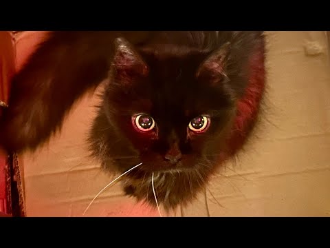 The Haunting of Trill House