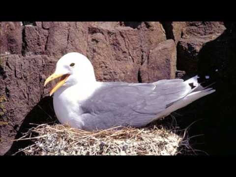 laat ons een bloem - Licht Mentaal