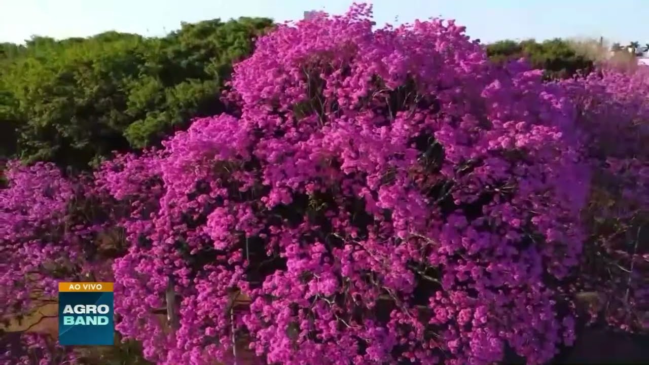 Florada dos ipês-roxos transforma Maringá em espetáculo de cores