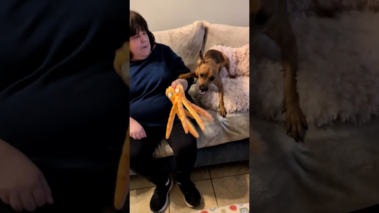 Enlarge Nova, a Adoptable mixed breed in Duluth, GA video 5/5