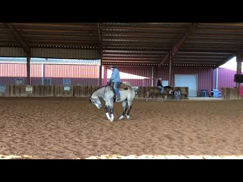 Karoline - 3 yr old Spooks Gotta Whiz mare