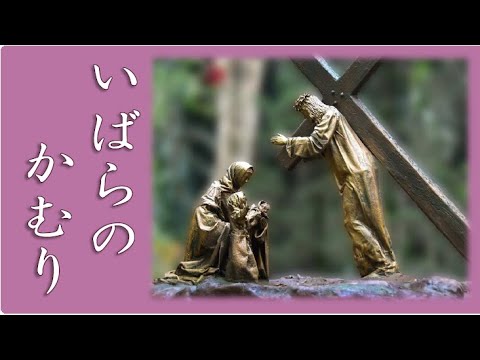 キリストのとげの花