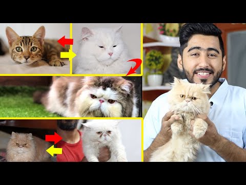 Persian cat faces || Animalia Dot Pk