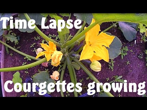 Courgettes / Zucchini Growing Time Lapse 5 Days in 60 Seconds