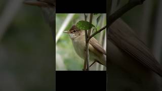 Download lagu This bird can't be fooled, the Kedasih bird #animal mp3