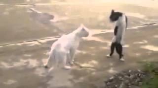 Funny Cats Compilation 2015 - Funny cat videos - Funny animals
