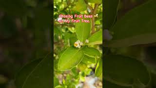 Download lagu Chasing Fruit Bees on My Lime Tree #jeziejoy #flowers #fruitbees #beesonthegarden #chasingbees mp3