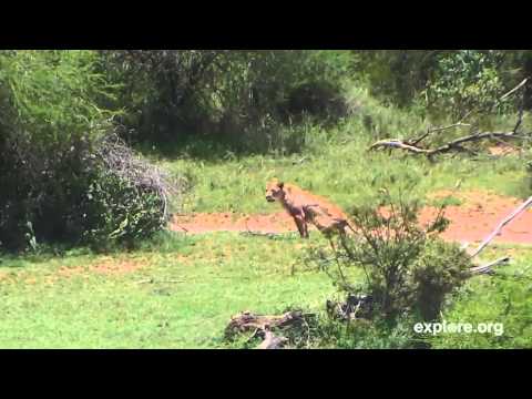 Diversity of Wildlife Action