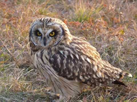 Myšiarka močiarna (Asio flammeus) — teritoriálne volania samca a sky-dance
