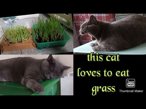 Wheat Grass for this Cat by TITAJACKY