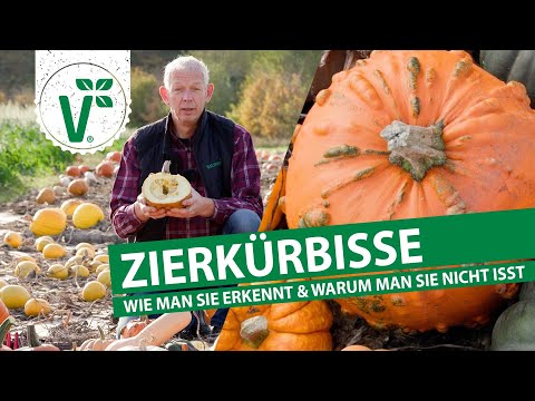 Zierkürbisse erkennen