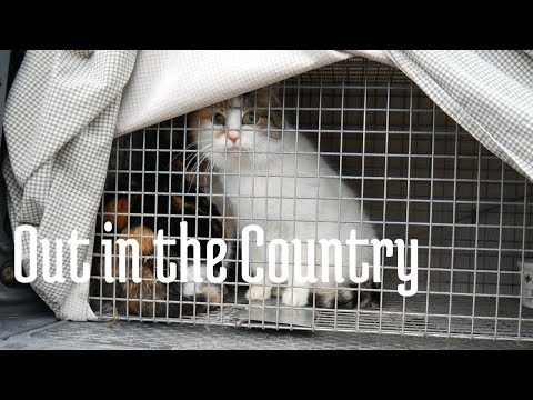 Rehoming Feral Cats to the Country