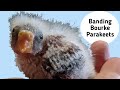How I Put Leg Bands on my Baby Rosey Bourke Parakeets | Roxy and Rosey's Babys
