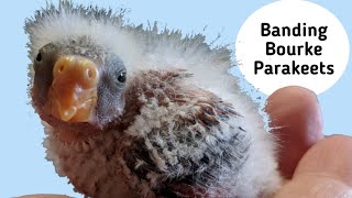 How I Put Leg Bands on my Baby Rosey Bourke Parakeets | Roxy and Rosey&#39;s Babys