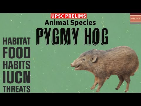 PYGMY HOG ||  Animal Species