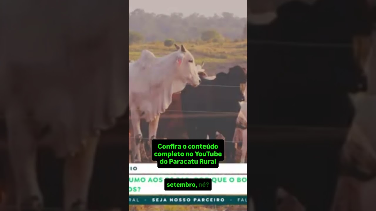 Arroba do Boi a R$ 360 e Reposição Disparando: Por Que o Produtor Precisa de Cautela?