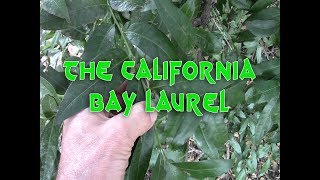 The California bay laurel