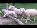 [10 Hours] Ultimate Sleep Sheep Video - Sheep Sound Only [1080HD] SlowTV