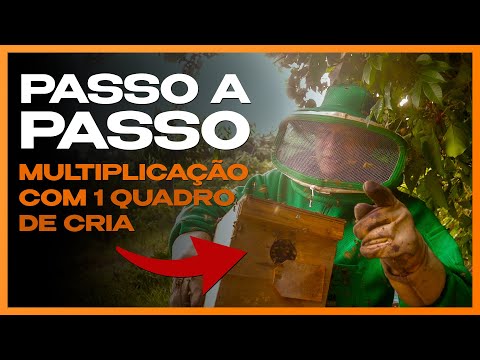 Passo a Passo: Multiplicação do Método com 1 Quadro de Cria | Multiplicação de Enxames