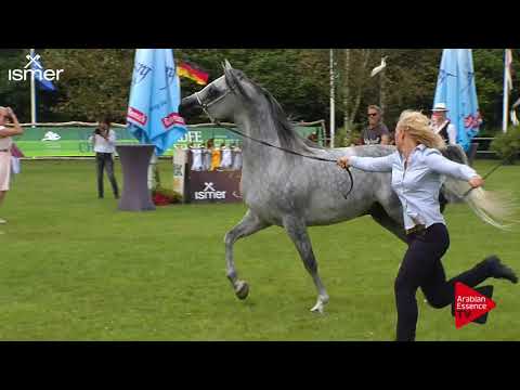 Strohen 2017 C-Show Class 12