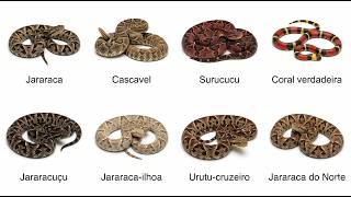 A Cobra Mais Perigosa do Brasil Está Mais Perto Do Que Você Pensa